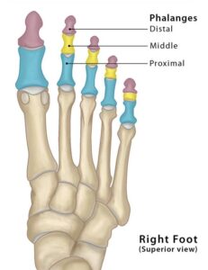 Toe Bones Phalanges Foot